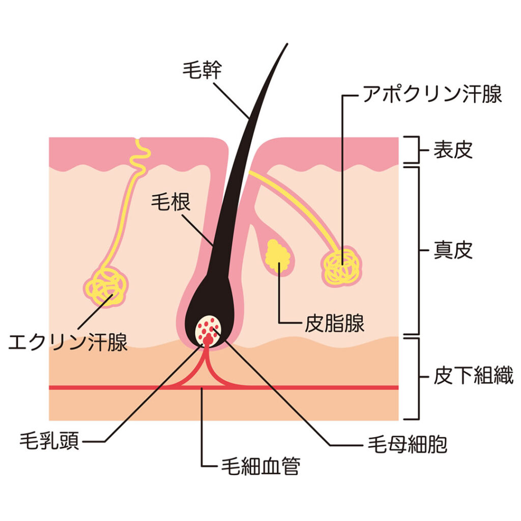アポクリン汗腺の図解