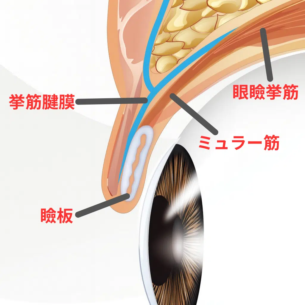 目の構造 横浜みなとみらい